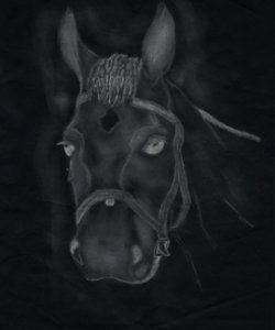A foal